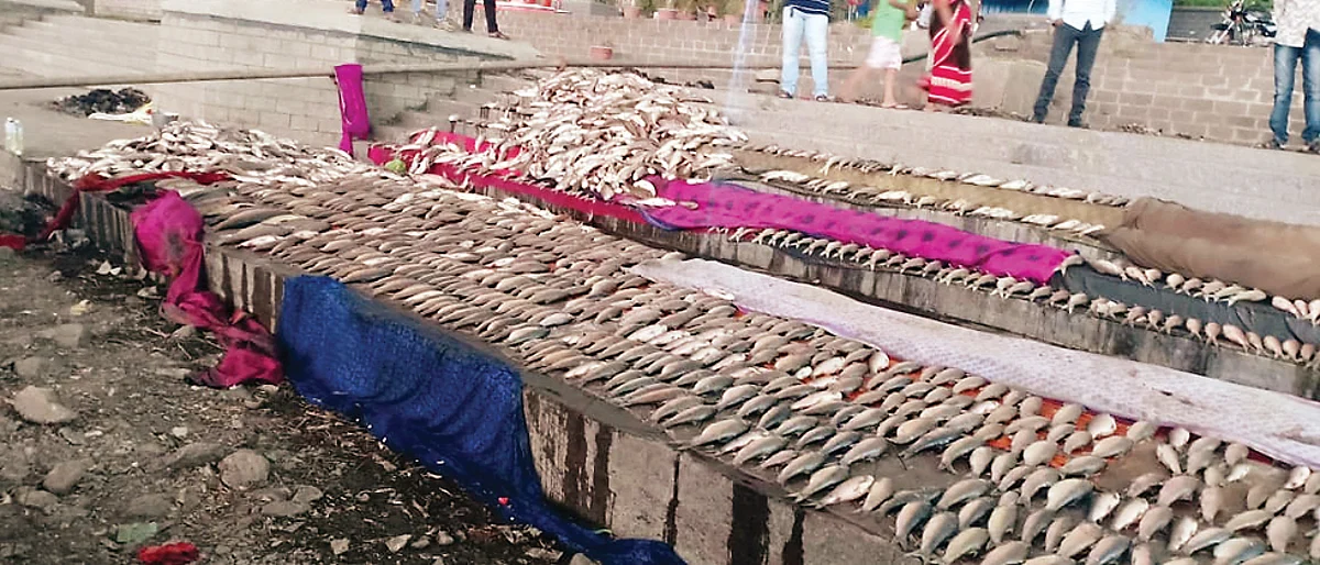 Thousands of fish dead due to water pollution