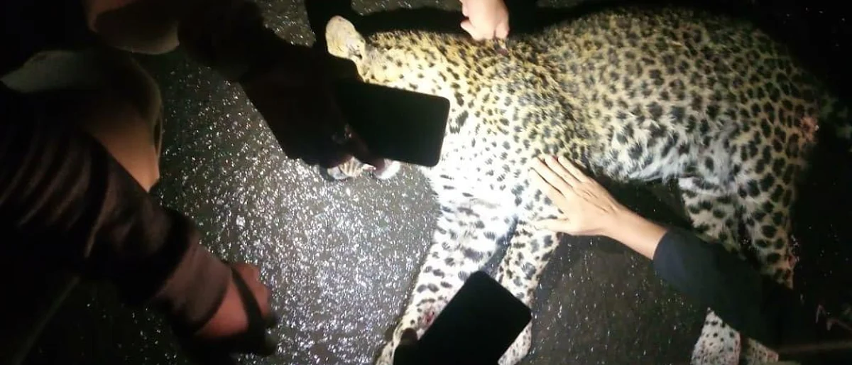 Pune: Leopard killed in a road accident near Katraj tunnel