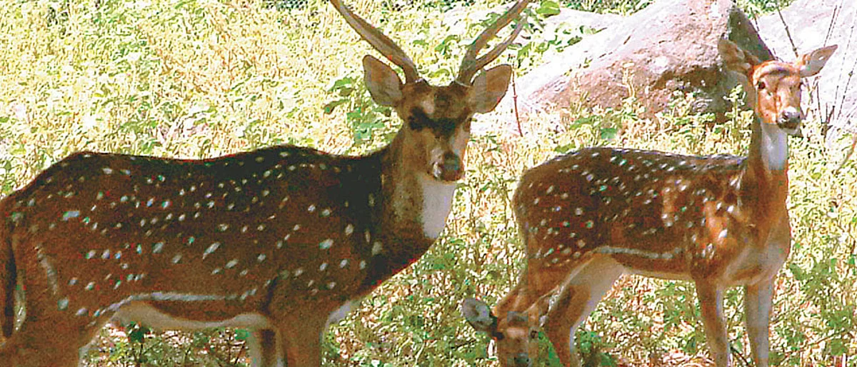 2 injured deer rescued from Thane buildings