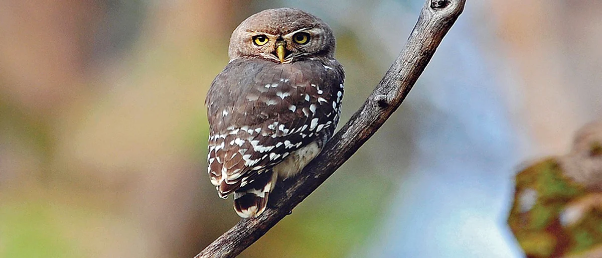 Forest Owlets are still categorised under ‘Endangered’ birds: Report