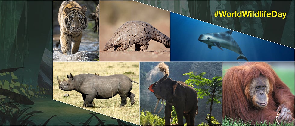World Wildlife Day 2020 7 animals that are on the verge of extinction