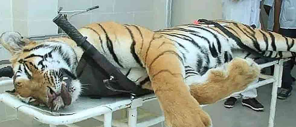 Man animal Conflict May Spin Out Of Control Hunter Shafath Ali Khan Mohammed Shafeeq