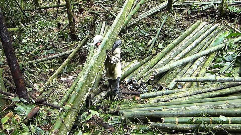 ‘Catchment areas to get bamboo plantations’