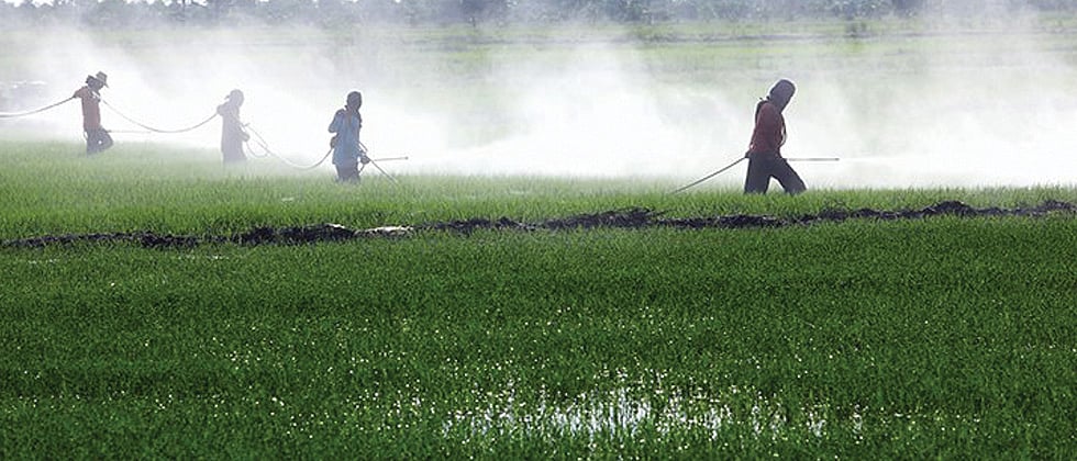 Pesticide poisoning 11 new patients admitted to GMC hospital