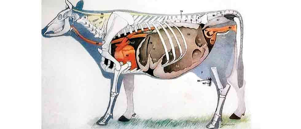 Camp to treat fractured limbs of cattle