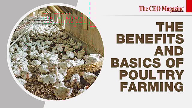 The Benefits And Basics Of Poultry Farming