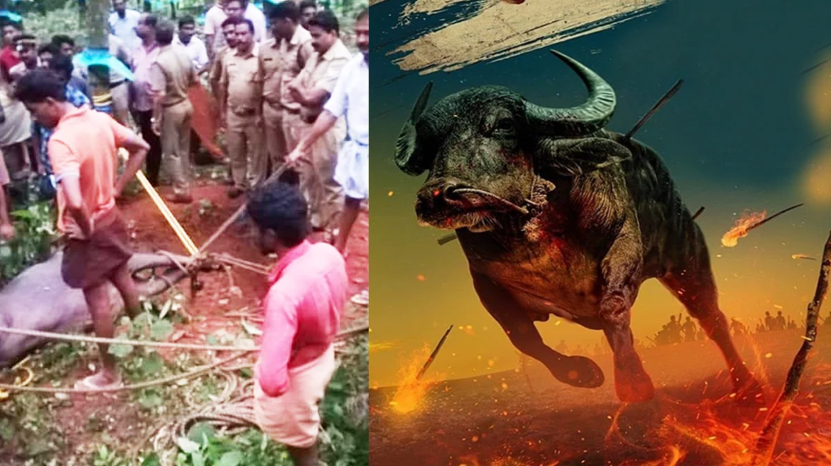 അടൂര് പറക്കോട് ‘ജല്ലിക്കട്ട്’ ; വിരണ്ടോടിയ പോത്ത് നാടിനെ പരിഭ്രാന്തിയിലാക്കിയത് ഏഴ് മണിക്കൂര്, നാല് പേര്ക്ക് പരുക്ക്