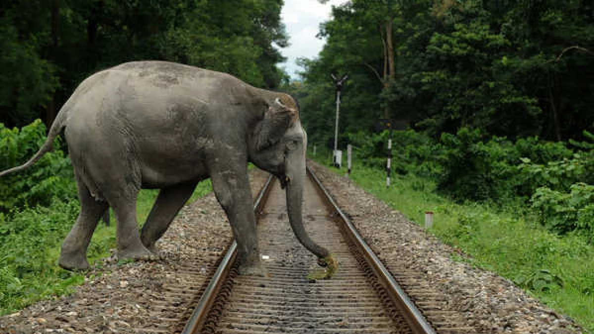 ആനത്താരയിലെ മരണത്തീവണ്ടി; ആറ് വര്ഷത്തിനിടെ ഇടിച്ചുകൊന്നത് 67 കാട്ടാനകളെ