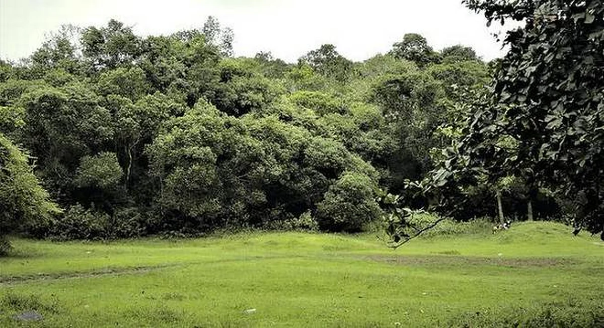വയനാട്ടില് സ്വാഭാവിക വനം വെട്ടിവെളുപ്പിച്ച് തേക്കിന് തോട്ടമാക്കാന് വനംവകുപ്പ് നീക്കം; ജൈവ സമ്പത്ത് തകര്ക്കുന്നതിനെതിരെ പ്രതിഷേധം
