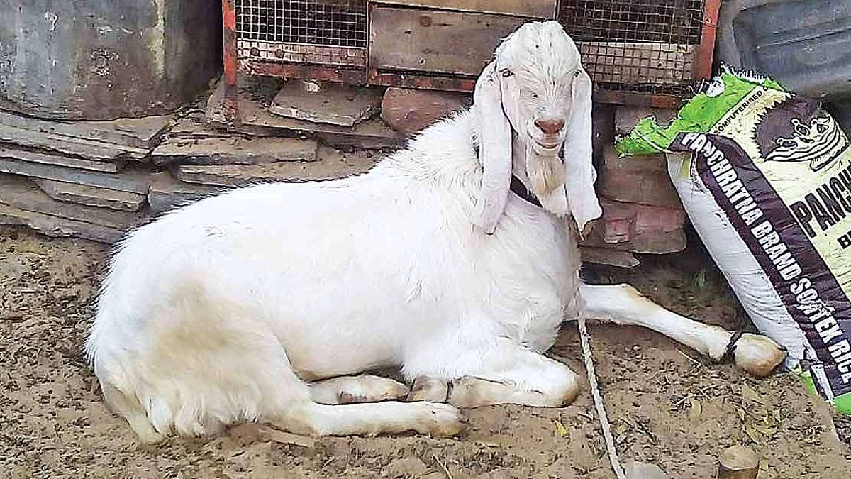 Fact Check: 'മാസ്ക്ക് ധരിക്കാത്തതിന് ആടിനെ അറസ്റ്റ് ചെയ്തു', വൈറല് വാര്ത്തയ്ക്ക് പിന്നിലെ സത്യാവസ്ഥ