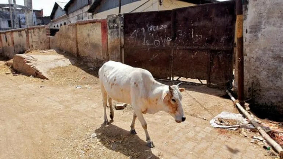 രാജസ്ഥാനില് പടക്കം കടിച്ച് പശുവിന് ഗുരുതര പരിക്ക്; കേസ്, സംഘര്ഷാവസ്ഥ