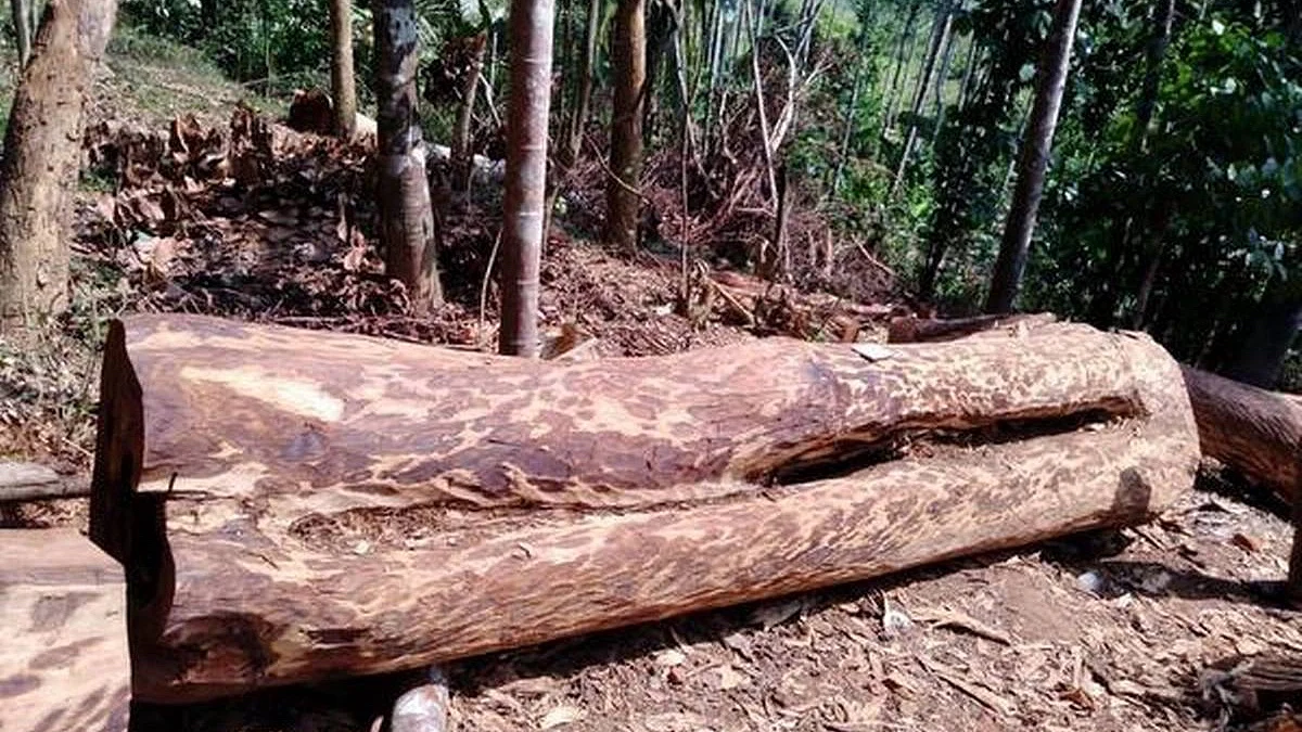 മരംമുറി മന്ത്രിമാരുടെ അറിവോടെ, പലവട്ടം യോഗം ചേര്ന്നു