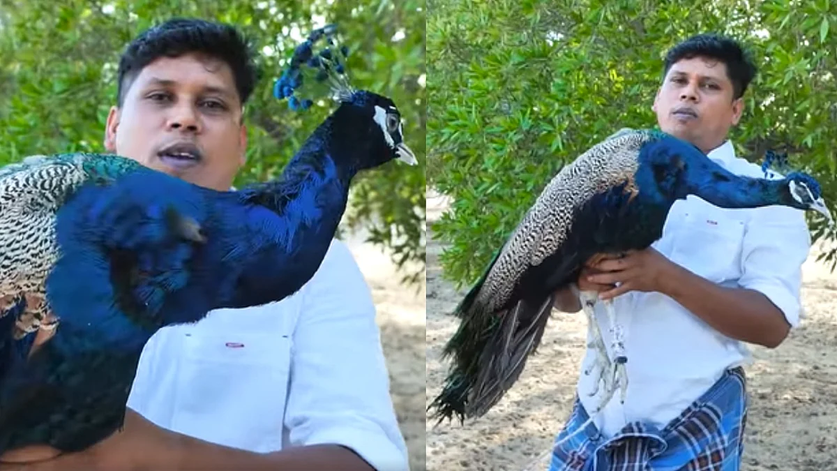 ഫിറോസ് ചുട്ടിപ്പാറയുടെ ട്വിസ്റ്റ്, 'മയിലിനെ ആരെങ്കിലും കറിവെക്കുമോ' എന്ന് ചോദ്യം
