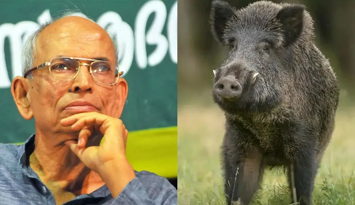 'കാട്ടുപന്നിയിറച്ചി കഴിക്കാറുണ്ട്', ചട്ട പ്രകാരം വേട്ടയാടാന് അനുവദിക്കണമെന്ന് മാധവ് ഗാഡ്ഗില്