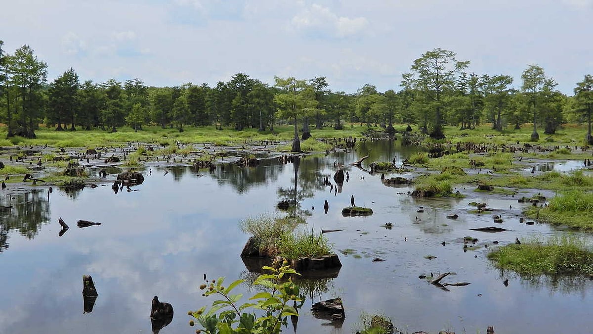 Kashmir’s prominent wetland turned into a cesspool