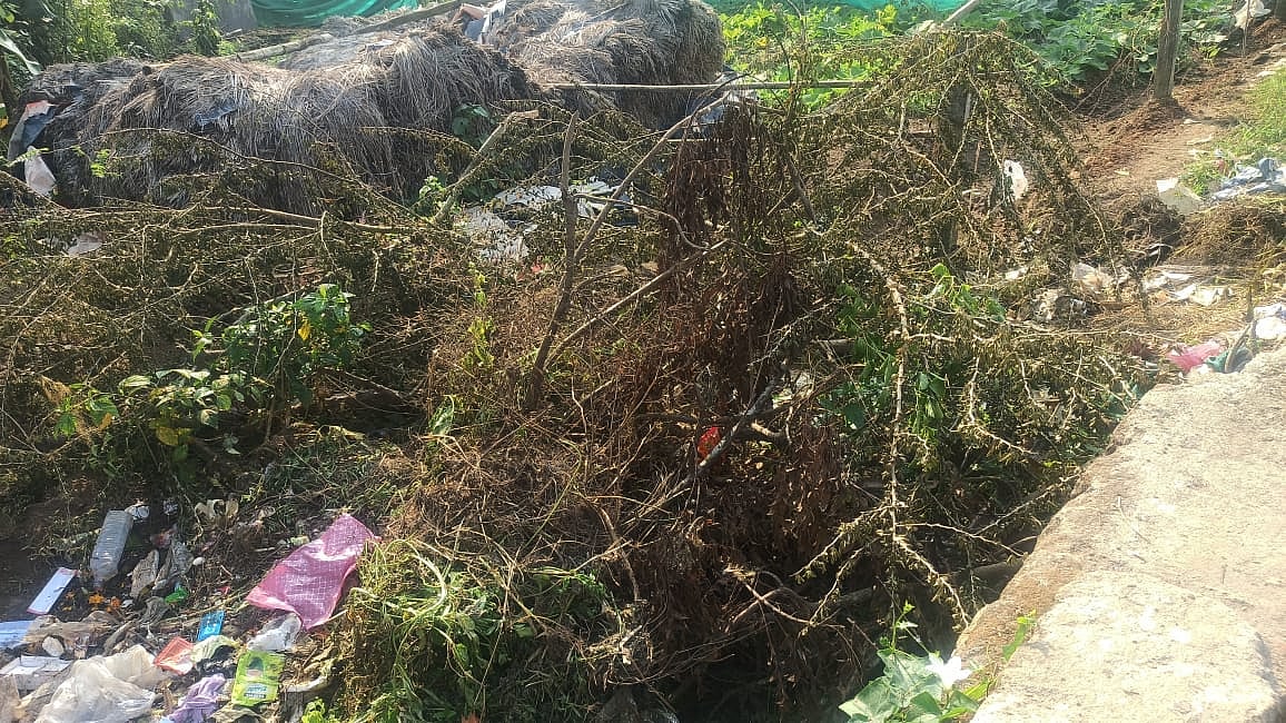 thorny trees planted to block the way