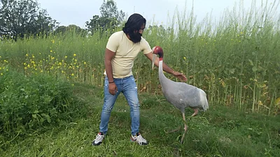 How the stork became Arif's friend who reached the verge of extinction from the country