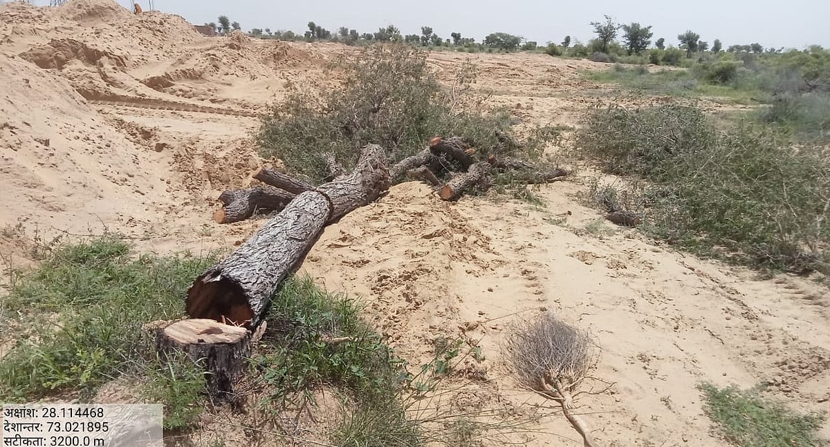 Case of felling of Khejdi trees in Rajasthan: Environment lovers unite ...
