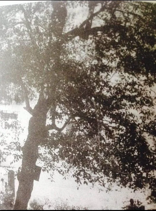 The Tree Baba Ji Maharaj Gave Life To