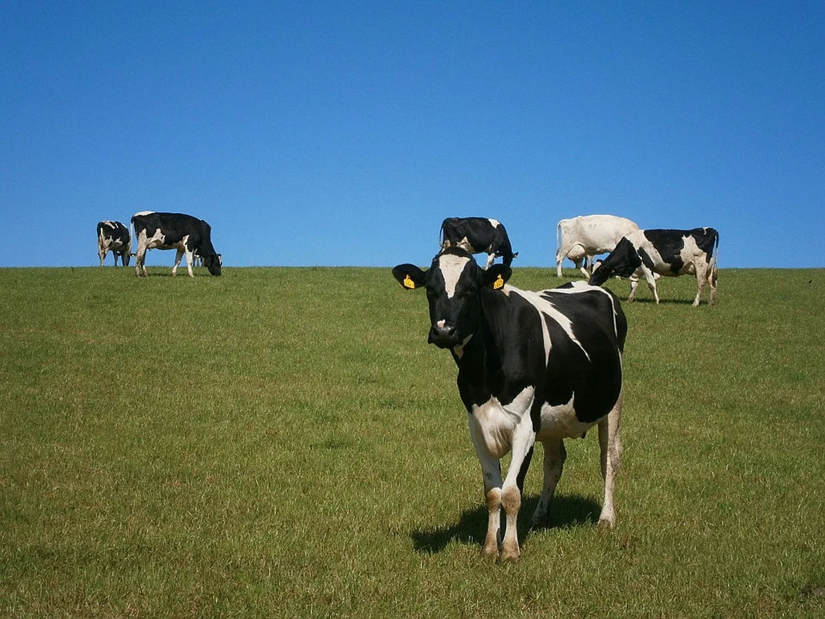Mongolia Proposal For UN Year Dedicated To Pastoralists Clears First Round