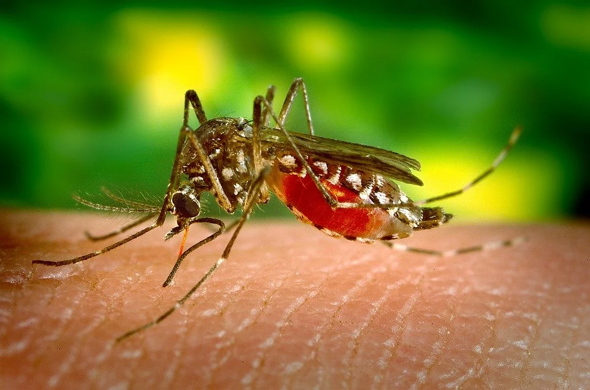 Dengue Fear Grips UP's Etah, Mosquitoes Force Villagers To Flee