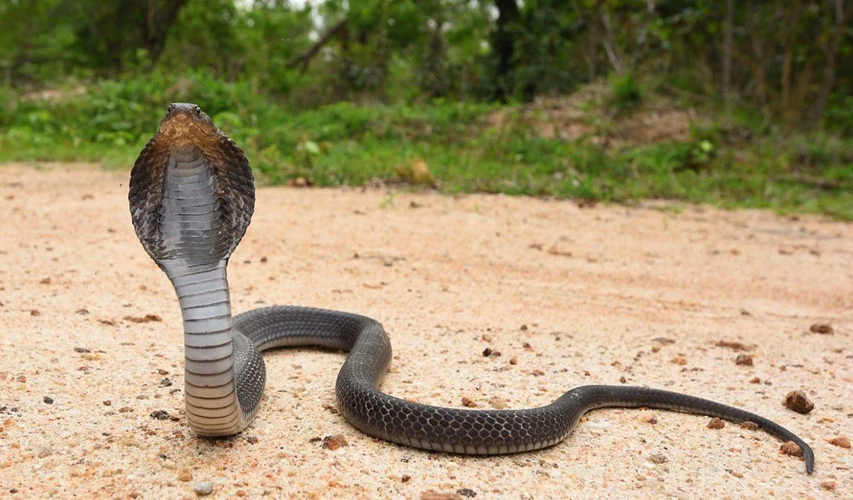 Venomous Cobra Slips Into Quarantine Center At Agra, Rescued