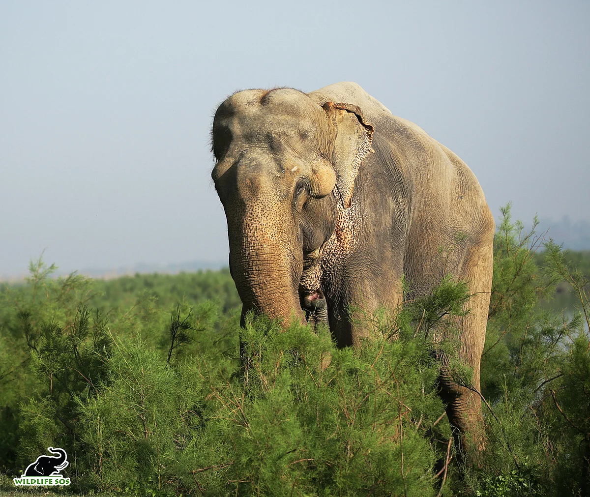Bhola, The Blind Elephant Celebrates Ten Years Of Freedom With Wildlife SOS Agra