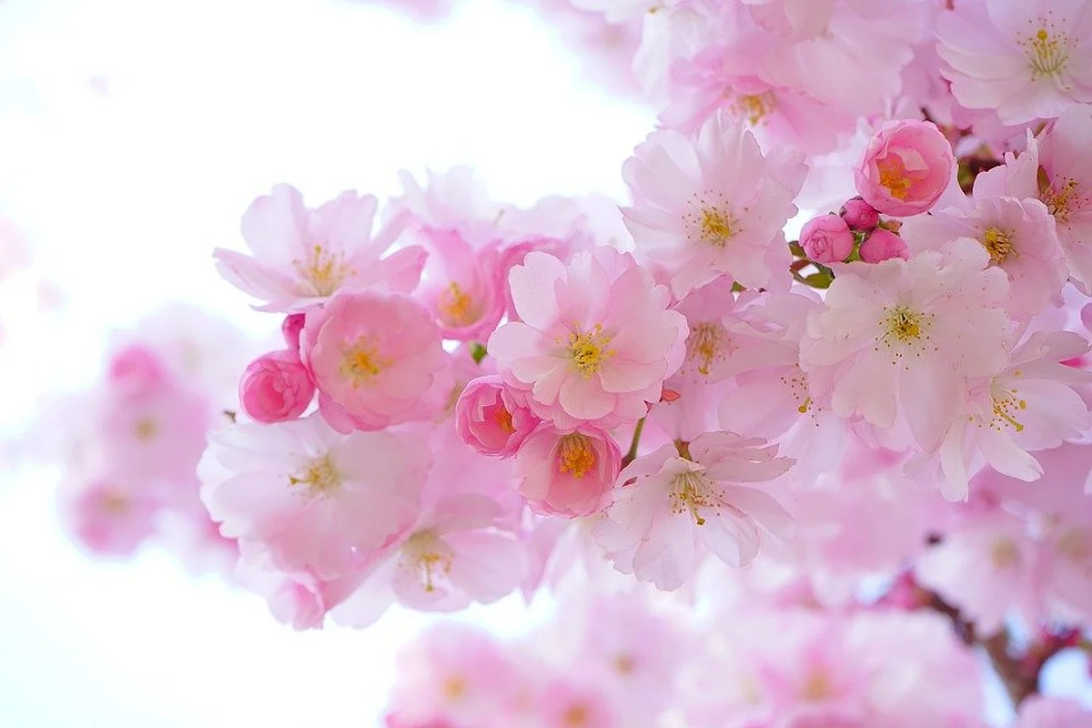 Flower Bouquet...On Thorny Ways...