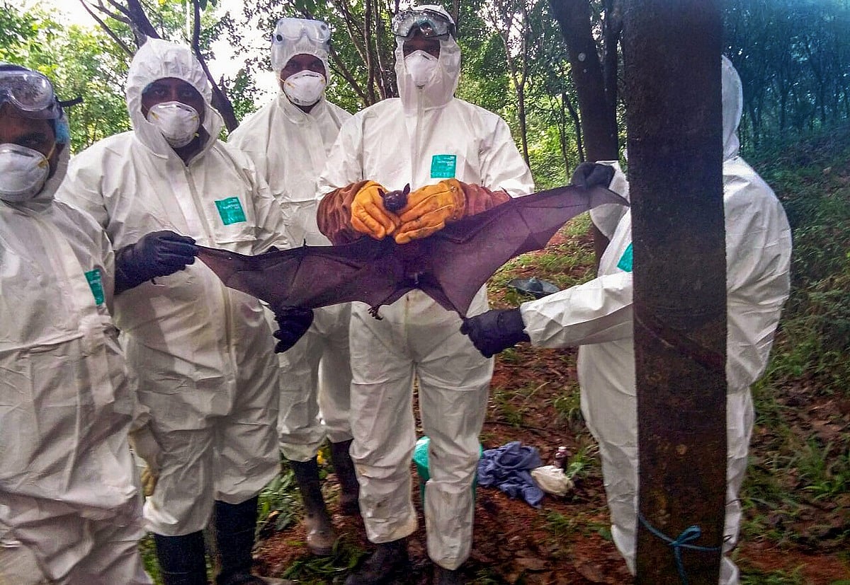 After third instance of Nipah, experts say no proof to link bats in Kozhikode to virus - Vimarsana News