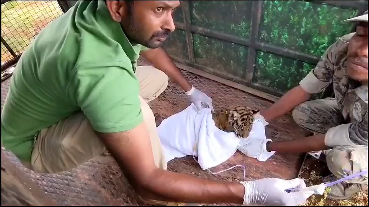 Ten tiger deaths in 34 days in Nilgiris: Starvation, poisoning suspected - Vimarsana News