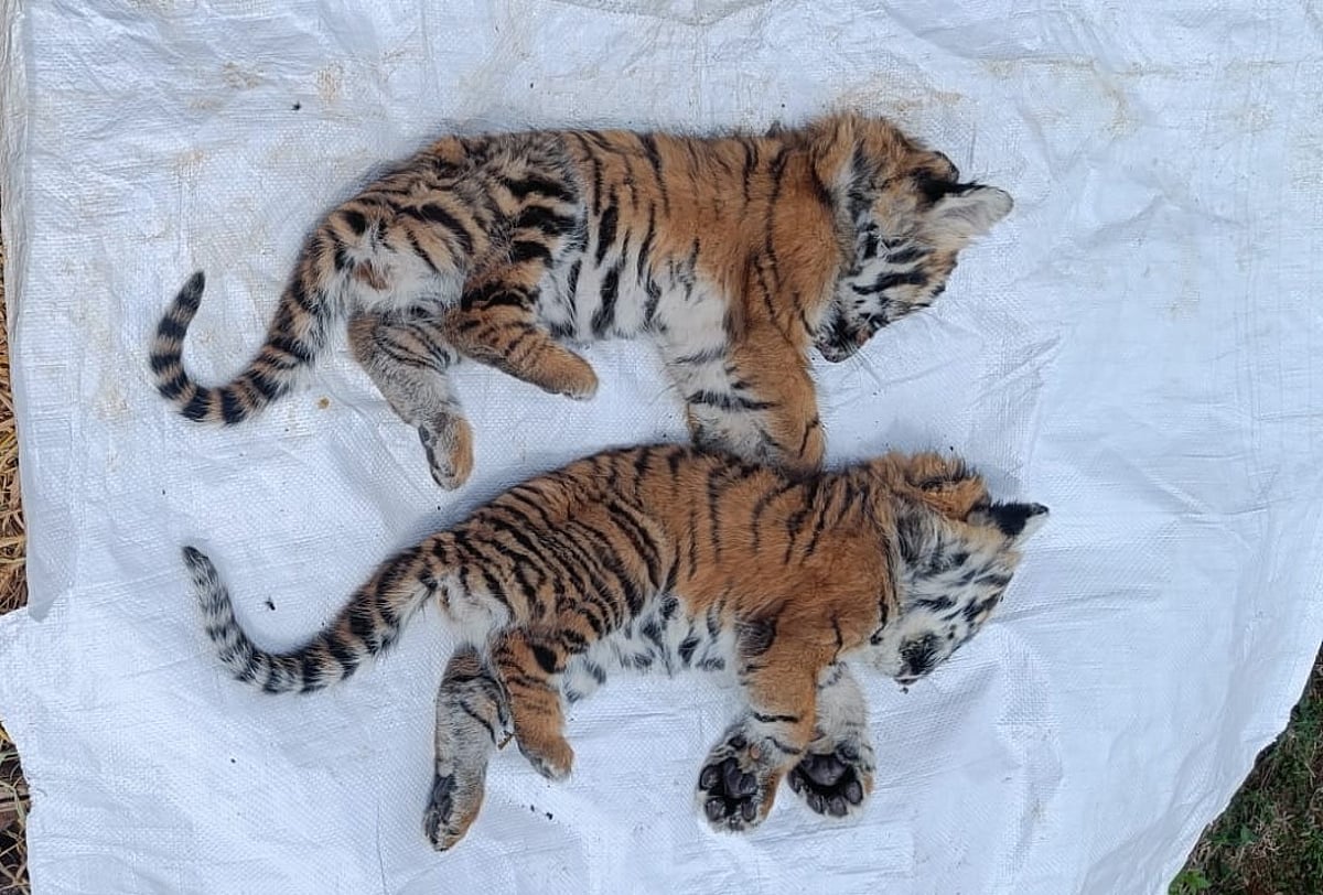 Tiger Deth Explainer: Why wildlife experts are not alarmed at recent tiger deaths ...