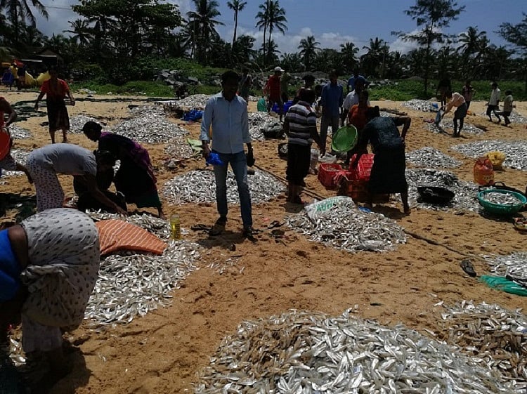 Traditional fishermen in Udupi net 5 tonne of fish in rare bumper haul