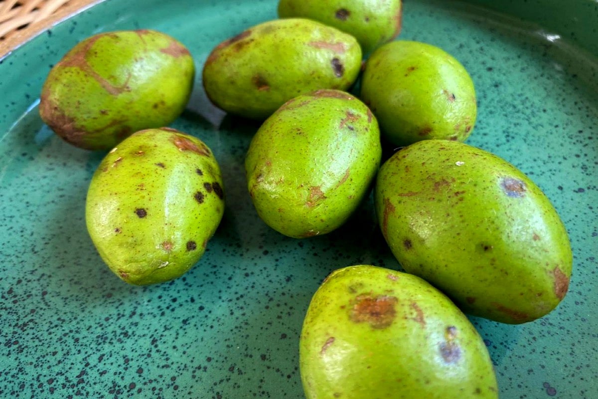 Hug Pulm Hog plums, the tiny tangy fruit that adds a punch to Karnataka’s ...