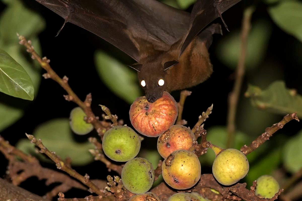 COVID19 Scientists, conservationists urge public not to destroy bat