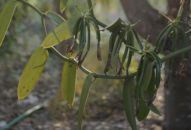 Watch Despite massive demand for ‘real vanilla’, why Karnataka’s