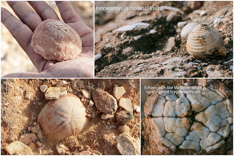 Unearthing the treasures of Ariyalur Documentary on a rich fossil site