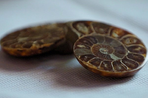 Unearthing the treasures of Ariyalur Documentary on a rich fossil site