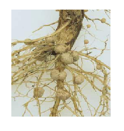 • Root nodules on a legume root
