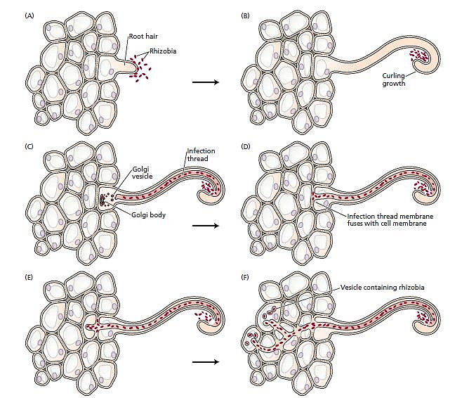 • Steps in the nodule formation in legumes