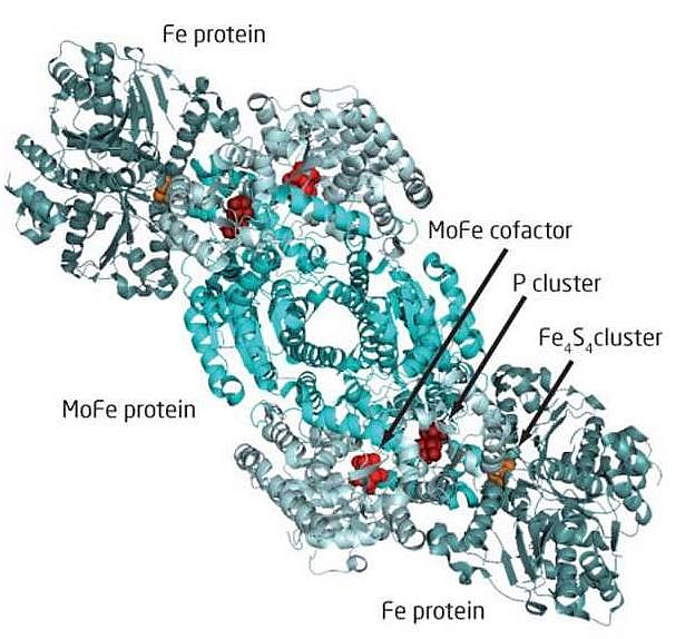 • Nitrogenase enzyme complex