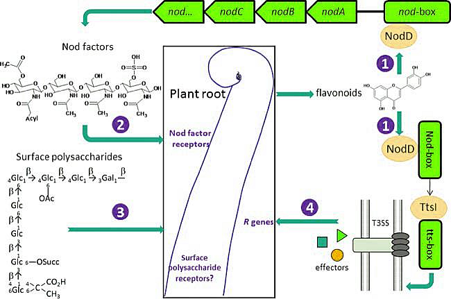 • Biochemistry of rhizobial chemotaxis