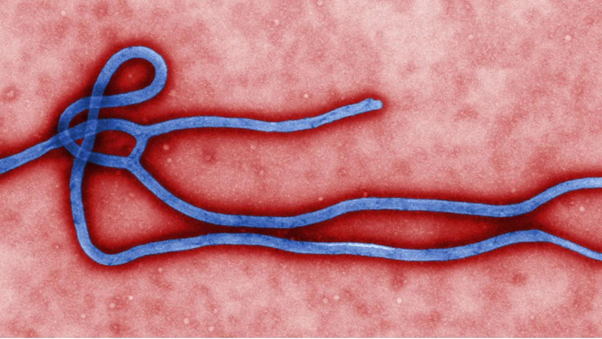 In November 2018, the WHO named Congo’s deadly Ebola outbreak as the second largest in history.