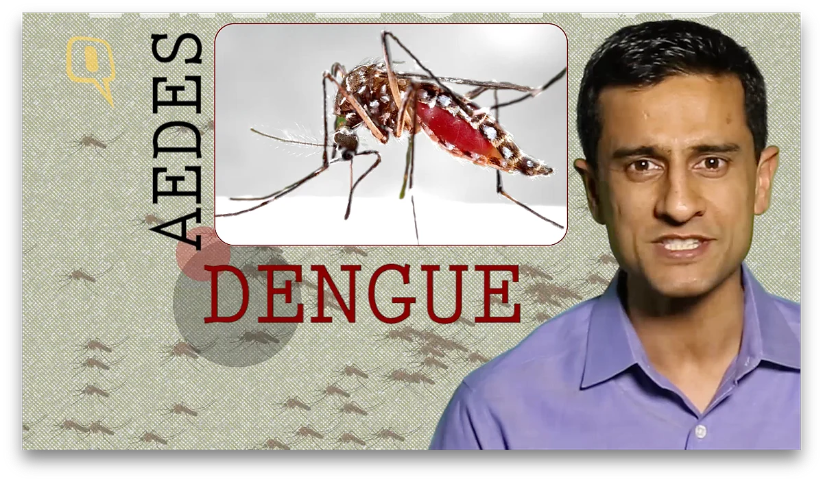 Spreads through the bite of an infected Aedes species mosquito.