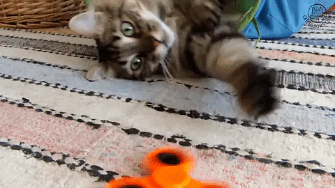 (GIF Courtesy: <a href="https://giphy.com/gifs/cat-cute-toy-53hoqKNt939w4/">giphy.com</a>)