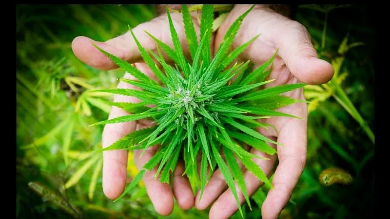 There are a lot of end-stage cancer patients who swear by cannabis oil for cancer treatment.