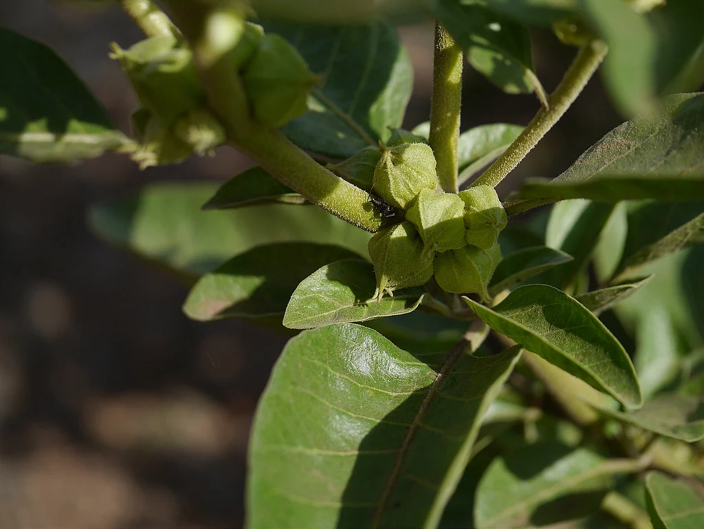 Make some ashwagandha tea!