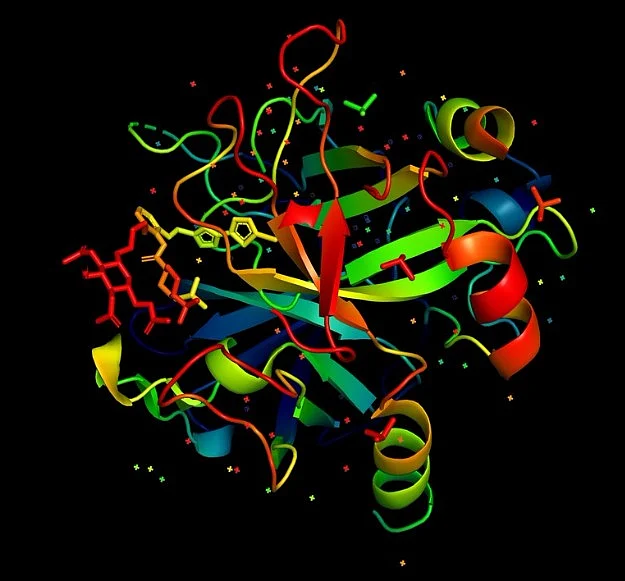 The group unearthed the role of a protein that manages the function of a cancer-causing gene in the development of RMS.