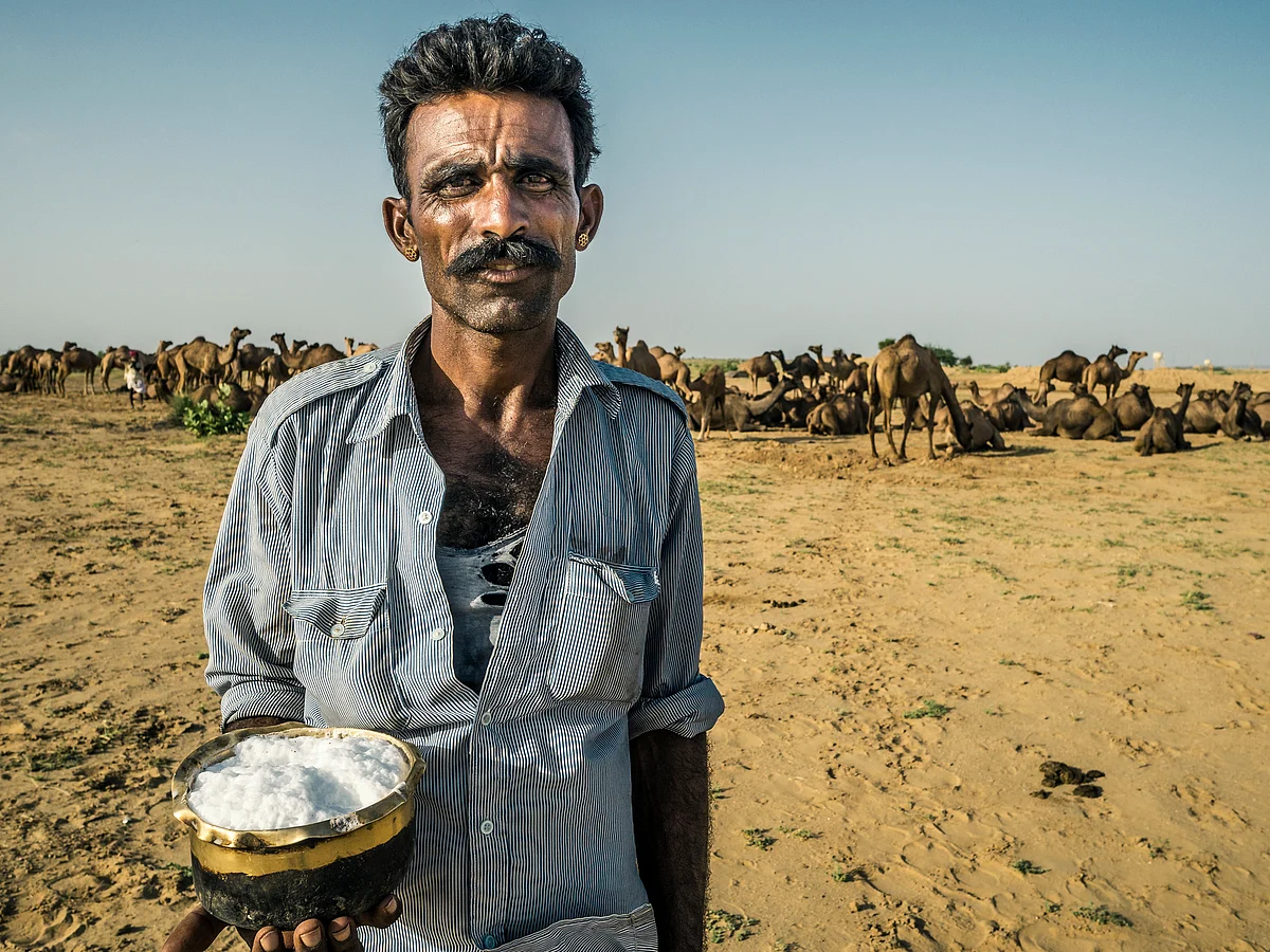Camel milk is a powerhouse of health benefits.