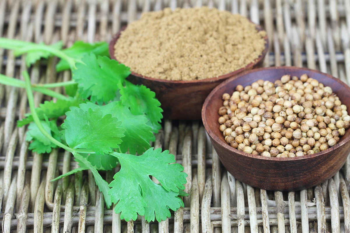 Coriander can be grown and harvested in your own home, as long as there is enough sunlight.