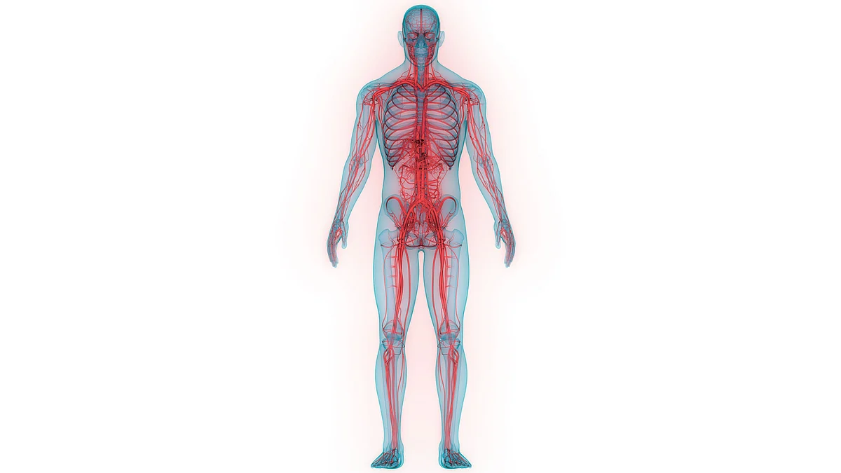 Vitamin B12 is important for the healthy functioning of the nervous system.